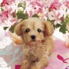 Apollo-Sha Jigsaw Puzzle 41-313 Dog Pretty Poodle (108 Pieces) Cheap