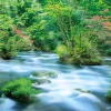 Apollo-Sha Jigsaw Puzzle 48-645 Japanese Scenery Azalea And River (300 Pieces) Online