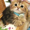 Apollo-Sha Jigsaw Puzzle 47-203 Animals Uru Uru Cat (600 S-Pieces) Fashion