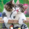 Apollo-Sha Jigsaw Puzzle 48-646 Pet Lovely Cat (300 Pieces) Hot