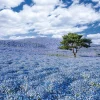 Apollo-Sha Jigsaw Puzzle 48-635 Japanese Scenery Hitachi Seaside Park(300 Pieces Shop