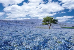 Apollo-Sha Jigsaw Puzzle 48-635 Japanese Scenery Hitachi Seaside Park(300 Pieces Shop