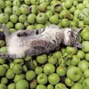 Apollo-Sha Jigsaw Puzzle Cat (300 Pieces) Best
