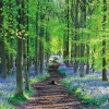 Clearance Appleone 1000-862 Jigsaw Puzzle English Bluebells (1000 Pieces)