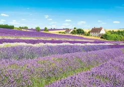 Discount Appleone 500-291 Jigsaw Puzzle Lavender Field In Cotswolds England (500 Pieces)