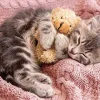 Best Appleone 300-356 Jigsaw Puzzle Napping Kitten With Teddy Bear (300 Pieces)