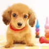 Outlet Appleone 300-355 Jigsaw Puzzle Puppy Ready To Play (300 Pieces)