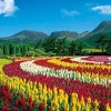 Hot Appleone Jigsaw Puzzle 500-253 Celosia Argentea Mount Kuju Oita Japan (500 Pieces)