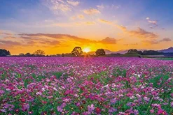 Online Appleone Jigsaw Puzzle 1000-802 Sunset And Cosmos In Saitobaru Tombs (1000 Pieces)