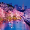 Best Sale Beverly 51-275 Jigsaw Puzzle Cherry Blossoms At Night In Chidorigafuchi (Tokyo) (1000 Pieces)