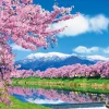 Cheap Beverly 66-156 Jigsaw Puzzle Ichimoku Senbon Sakura (Cherry Blossoms In Miyagi, Japan) (600 Pieces)