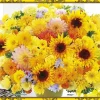 Outlet Beverly Crystal Jigsaw Puzzle Cjp-029 Flower Art Happy Yellow (165 Pieces)