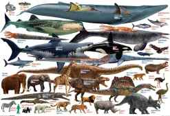 Clearance Beverly Jigsaw Puzzle 80-028 Comparing Big Animals (80 L-Pieces)