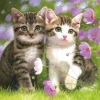 Outlet Beverly Jigsaw Puzzle 66-149 Kitty Cats Always Together By Nagaoka Taku (600 Pieces)