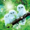 Cheap Beverly Jigsaw Puzzle 66-116 Wilfar White Owl Of Happiness (600 Pieces)