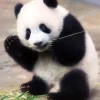 Best Beverly Jigsaw Puzzle L74-172 Panda Xiang Xiang (150 L-Pieces)