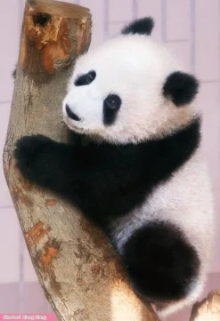 Store Beverly Jigsaw Puzzle L74-173 Panda Xiang Xiang (150 L-Pieces)