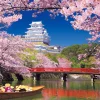Fashion Beverly Jigsaw Puzzle M81-587 Cherry Blossom And The Himeji Castle (1000 S-Pieces)