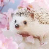 Flash Sale Beverly Jigsaw Puzzle P33-181 Azuki The Hedgehog (300 Pieces)