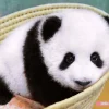 Hot Beverly Jigsaw Puzzle P88-031 Hello Panda Xiang Xiang (88 L-Pieces)