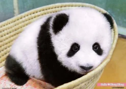 Hot Beverly Jigsaw Puzzle P88-031 Hello Panda Xiang Xiang (88 L-Pieces)