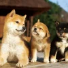 Cheap Beverly Jigsaw Puzzle P66-137 Miniature Shiba Dog Friends (600 Pieces)