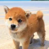 Cheap Beverly Jigsaw Puzzle P108-840 Shiba Puppy And The Sea (108 Pieces)