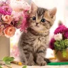 Flash Sale Beverly L74-192 Jigsaw Puzzle Roses And A Kitten (150 L-Pieces)