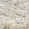 Cheap Beverly M81-627 Jigsaw Puzzle Gathering Of Sheep (1000 S-Pieces)