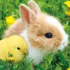 Outlet Beverly P33-197 Jigsaw Puzzle Friendly Bunny And Chick (300 Pieces)