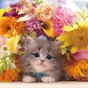 Cheap Beverly P108-844 Jigsaw Puzzle Kitten Surrounded By Flowers (108 Pieces)