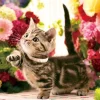 Store Beverly P33-189 Jigsaw Puzzle Kitten Passing Through Flowers (300 Pieces)