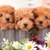 Flash Sale Beverly P33-213 Jigsaw Puzzle Puppies All Together (300 Pieces)