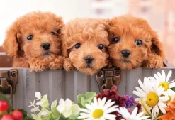 Flash Sale Beverly P33-213 Jigsaw Puzzle Puppies All Together (300 Pieces)