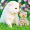 Best Beverly P33-198 Jigsaw Puzzle Puppy And Kitten Love (300 Pieces)