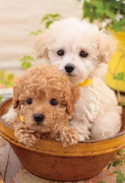 Sale Beverly P33-193 Jigsaw Puzzle Puppies In A Pot (300 Pieces)