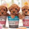 Sale Beverly P66-225 Jigsaw Puzzle Puppies In Planters (600 Pieces)