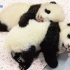 Hot Beverly P33-203 Jigsaw Puzzle Twin Pandas Xiao Xiao & Lei Lei (300 Pieces)