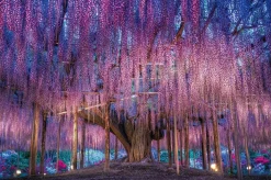 Discount Beverly P33-186 Jigsaw Puzzle Wisteria Fantasy (300 Pieces)