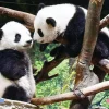 Outlet Beverly P33-212 Jigsaw Puzzle Xiao Xiao & Lei Lei Baby Pandas (300 Pieces)