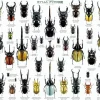Epoch Jigsaw Puzzle 11-552 Beetle And Stag Beetle Picture Book (1000 Pieces) Fashion