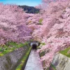 Epoch Jigsaw Puzzle 10-788 Blooming Lake Biwa Canal In Shiga (1000 Pieces) Clearance