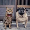 Epoch Jigsaw Puzzle 06-061 Cat And Pug (500 Pieces) New