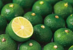 Epoch Jigsaw Puzzle 79-365 Challenge From Mr.Puzzle -Challenge From Citrus Sudachi- (1053 S-Pieces) Cheap