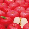 Epoch Jigsaw Puzzle 79-363 Challenge From Mr.Puzzle -Challenge From Apple- (1053 S-Pieces) Discount