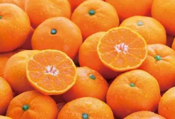 Epoch Jigsaw Puzzle 79-364 Challenge From Mr.Puzzle -Challenge From Mandarin Orange- (1053 S-Pieces) Cheap