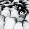 Epoch Jigsaw Puzzle 79-178 Challenge From The South Pole Antarctica Penguin (1053 S-Pieces) Cheap