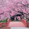 Epoch Jigsaw Puzzle 10-805 Cherry Blossom, Takato Castle, Nagano (1000 Pieces) Sale