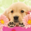 Epoch Jigsaw Puzzle 01-056 Golden Retriever With Flowers (108 Pieces) New