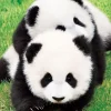 Epoch Jigsaw Puzzle 01-060 Good Friends Panda (108 Pieces) Store